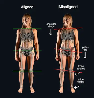 Human body diagram with key muscles